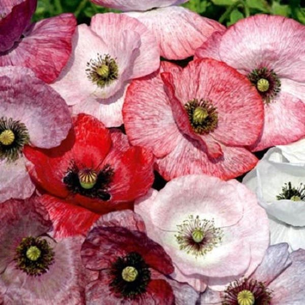 100 MOTHER Of PEARL POPPY Mix Papaver Rhoeas Flower Seeds Mixed Colors *Flat Shipping