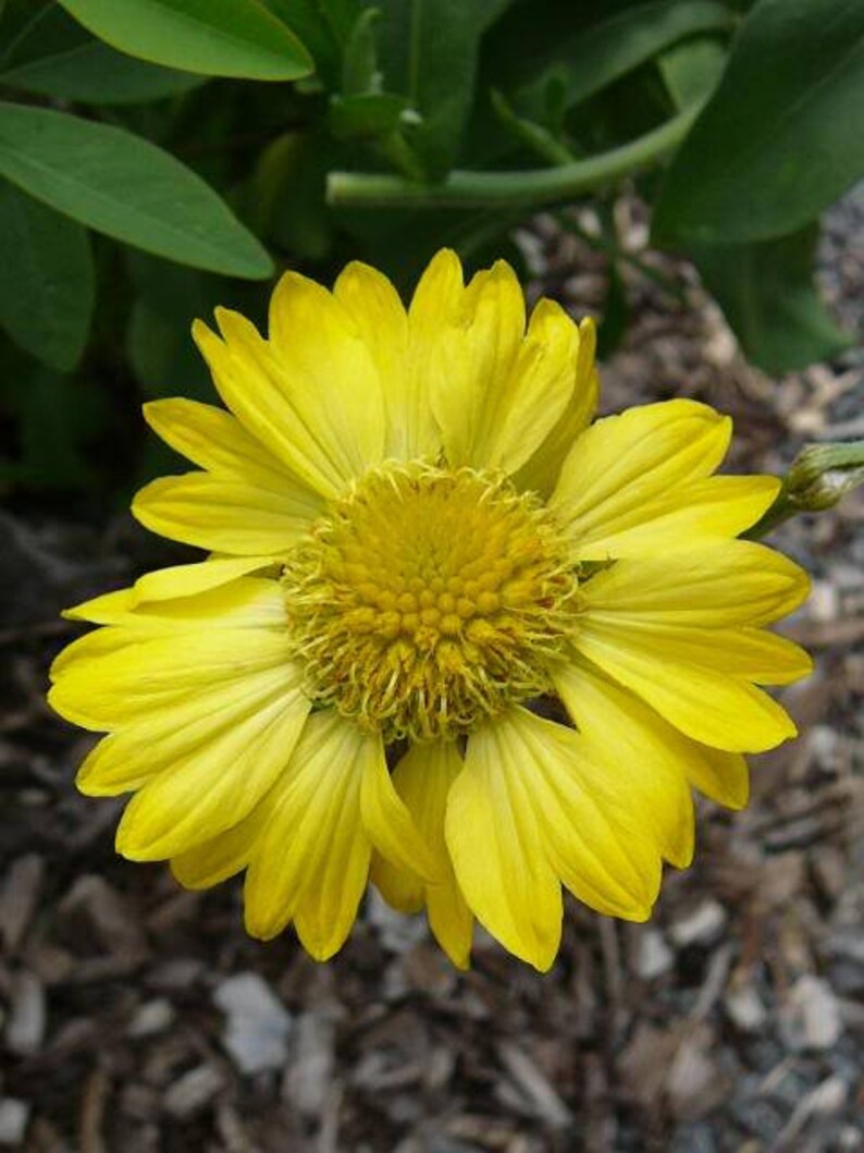 100 YELLOW GAILLARDIA Blanket Flower / Indian Blanket Etsy