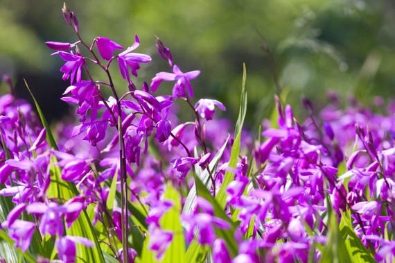 50 Hardy CHINESE GROUND ORCHID Bletilla Striata Purple Flower Seeds