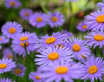 50 Blue EAST INDIES ASTER Tongolensis Flower Seeds *Flat Shipping