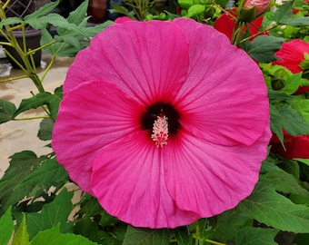 25 + Seeds Hardy Hibiscus Luna Pink Swirl Pre-stratified 25 Seeds