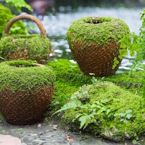 50 IRISH MOSS Groundcover Heath Pearlwort Sagina Subulata White Flower Seeds *Flat S/H