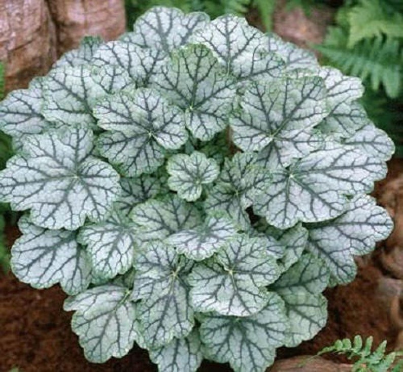 1200 Mixed Colors CORAL BELLS HEUCHERA Shade Flower Seeds image 2