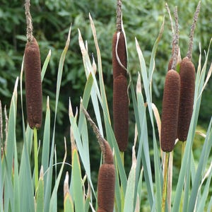 CATTAIL SEEDS, Typha Latifolia, 200 Seeds, Pond Plant, Marginal Aquatic