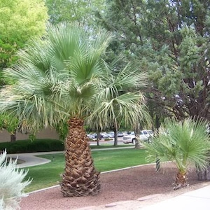 30 CALIFORNIA FAN PALM Tree Petticoat Arizona Desert Washingtonia Filifera Seeds image 2