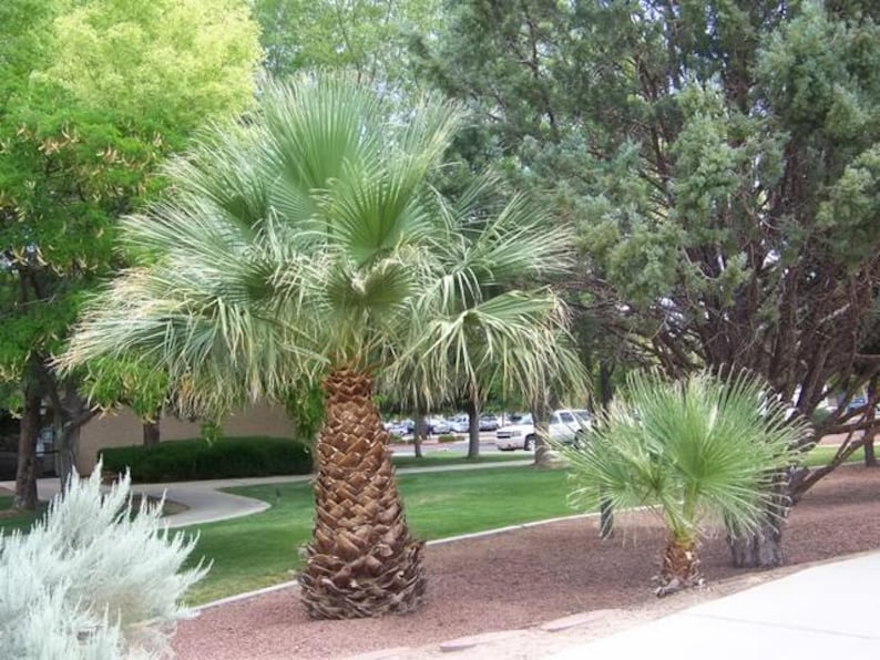 30 CALIFORNIA FAN PALM Tree Petticoat Arizona Desert Washingtonia Filifera Seeds image 2