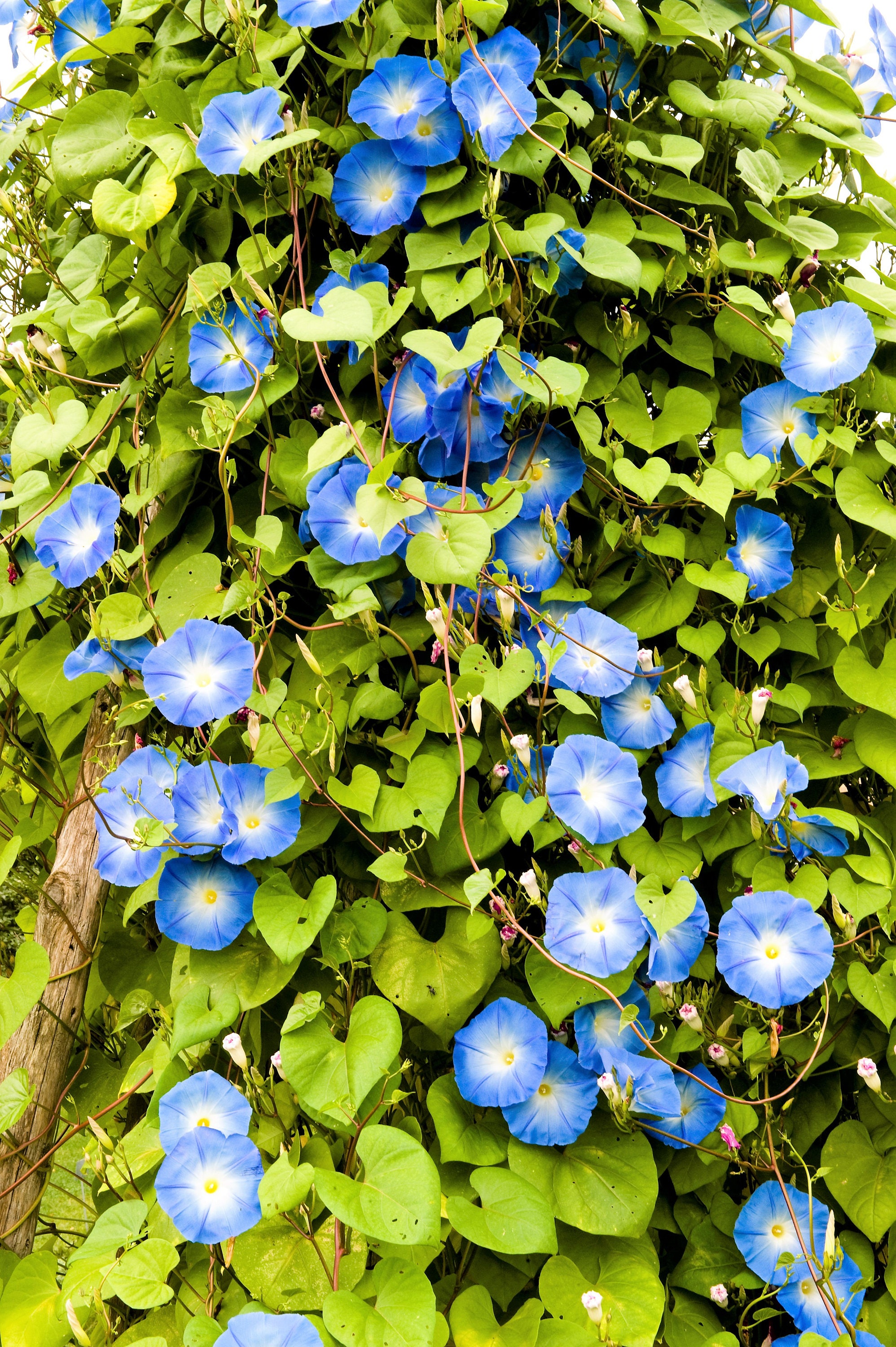 50 Mixed Colors MORNING GLORY Ipomoea Purpurea Vine Flower ...