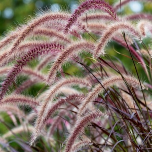 25 PURPLE FOUNTAIN GRASS Ornamental Pennisetum Setaceum Dark Burgundy Flower Seeds