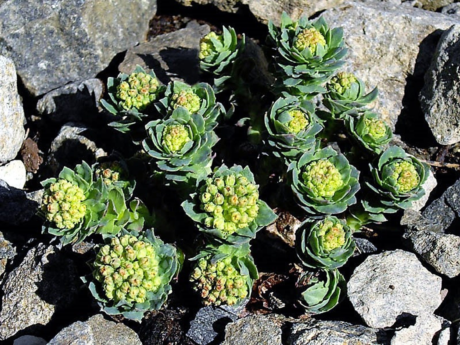 Родиола розовая сырье. Родиола розовая Rhodiola rosea. Очиток родиола. Родиола розовая в Мурманской области. Родиола розовая Териберка.