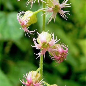 25 FRINGECUP Tellima Grandiflora Odorata Bigflower Fringe Cup Pink Flower Seeds image 2