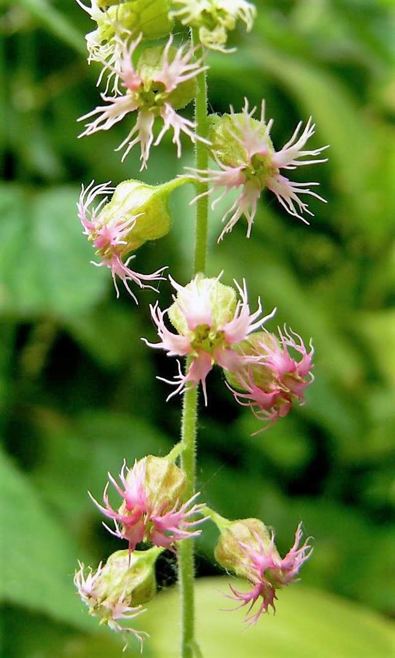 25 FRINGECUP Tellima Grandiflora Odorata Bigflower Fringe Cup Pink Flower Seeds image 2