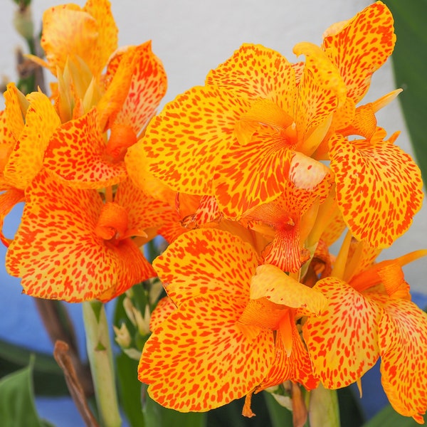 5 YELLOW CANNA LILY Indian Shot Canna Indica Flower Seeds *Comb S/H