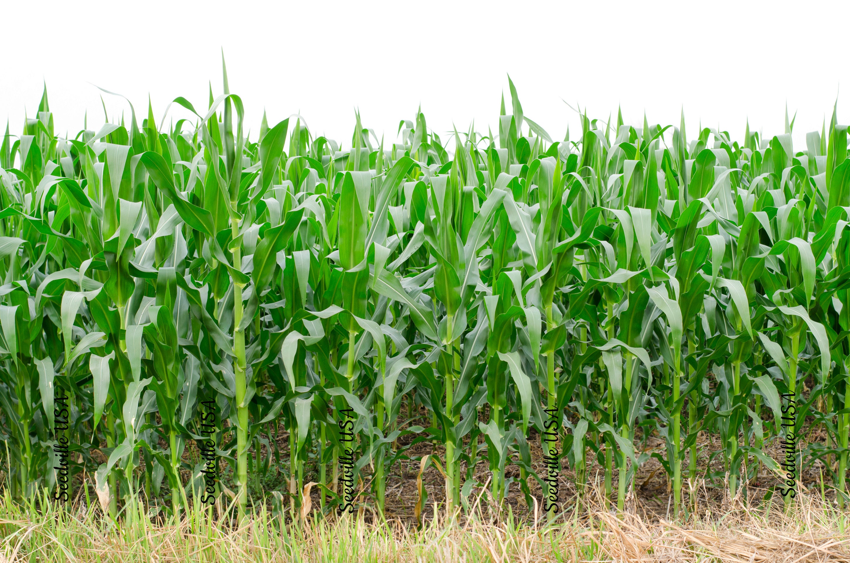 50 SHAMAN'S BLUE POPCORN Blue Kernels Pop White Corn Zea Etsy