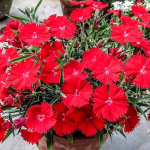 100 RED CARDINAL DIANTHUS Deltoides Flower Seeds *Flat Shipping