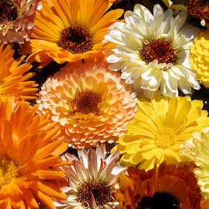 500 Mixed Colors FANCY MIX Pot MARIGOLD Calendula Officinalis Flower Seeds