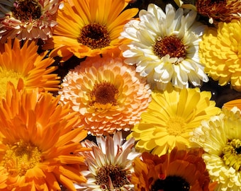 500 Mixed Colors FANCY MIX Pot MARIGOLD Calendula Officinalis Flower Seeds