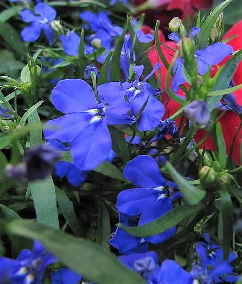 200 Electric Blue MONSOON LOBELIA Erinus Flower Seeds flat Etsy