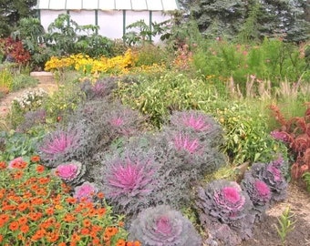 50 MIXED ORNAMENTAL CABBAGE Flowering Cabbage Brassica Oleracea Seeds