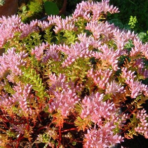 50 シースター/ウィドウズ交配種セダム（シースター、ストーンクロップ、セダム・プルケラム）の花の種