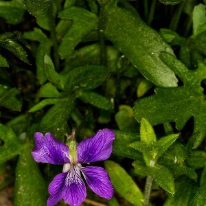 100 PRAIRIE VIOLET PURPLE Viola Pedatifida Palmata Flower Seeds image 2