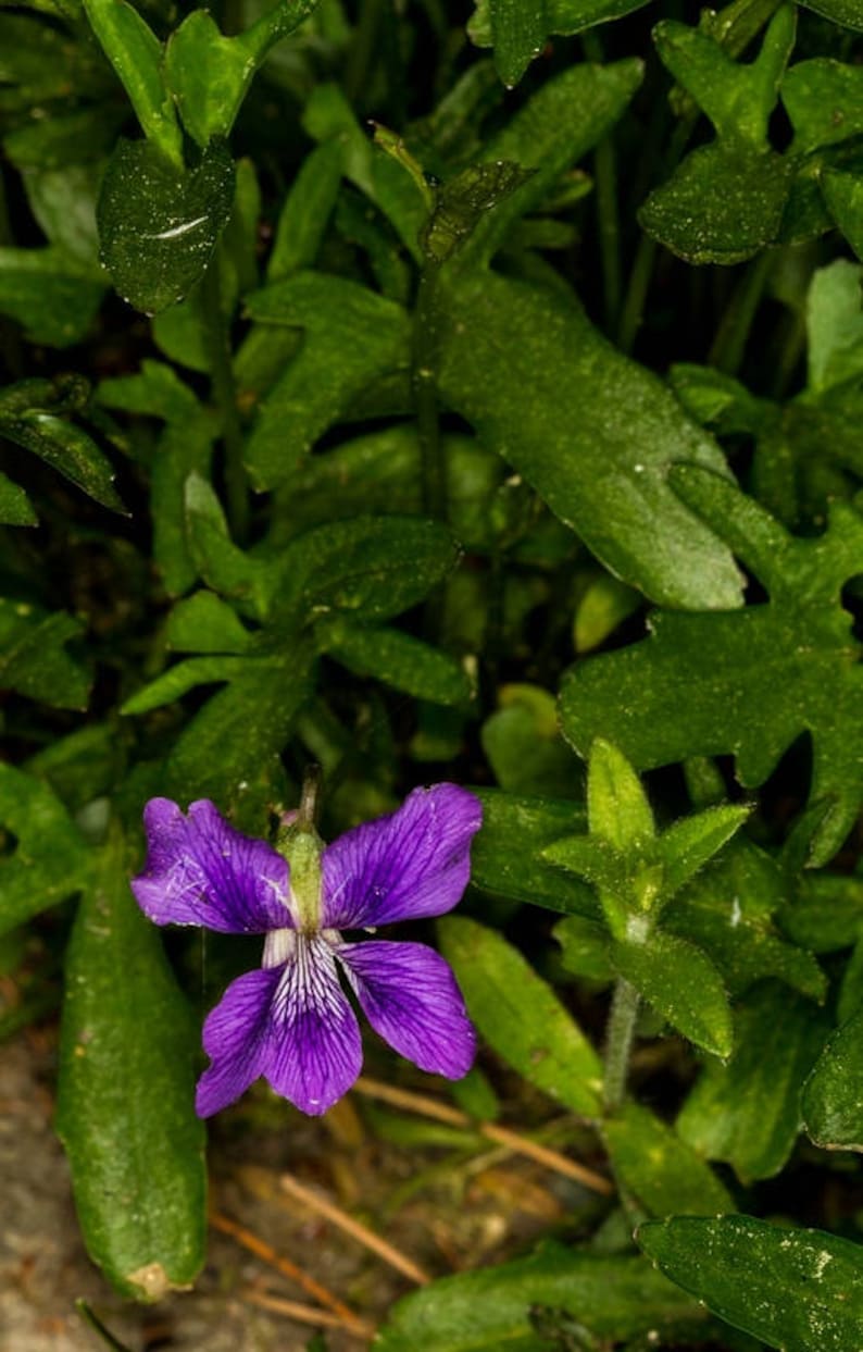 100 PRAIRIE VIOLET PURPLE Viola Pedatifida Palmata Flower Seeds image 2