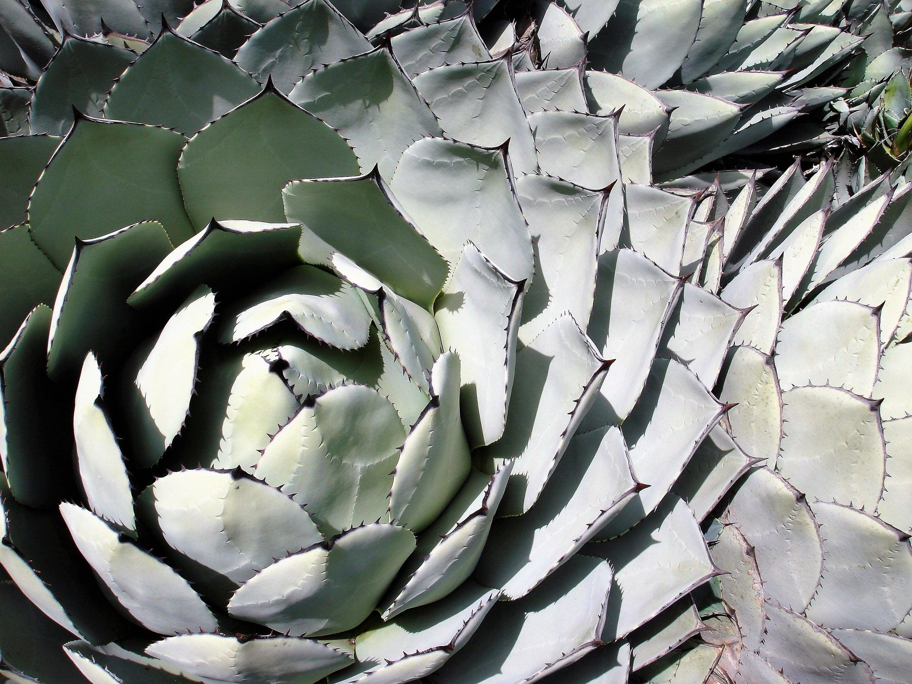 5 ARTICHOKE AGAVE Parry's Huachuca Agave Parryi Huachucensis Century Plant  Succulent Cactus Seeds - Etsy