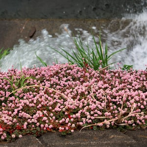 20 PUNCHING BALLS Pink Buttons Persicaria Capitata Polygonum Flower Seeds