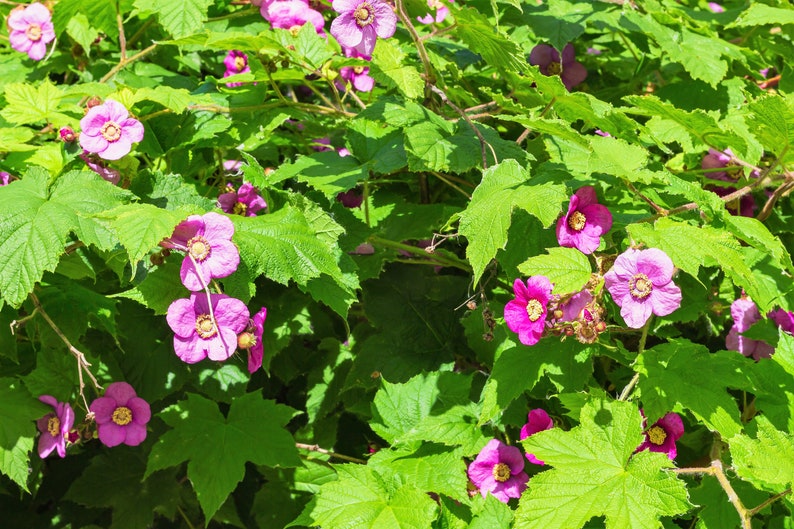 20 PURPLE FLOWERING RASPBERRY Thornless Edible Rubus Odoratus Fruit Berry Seeds image 9