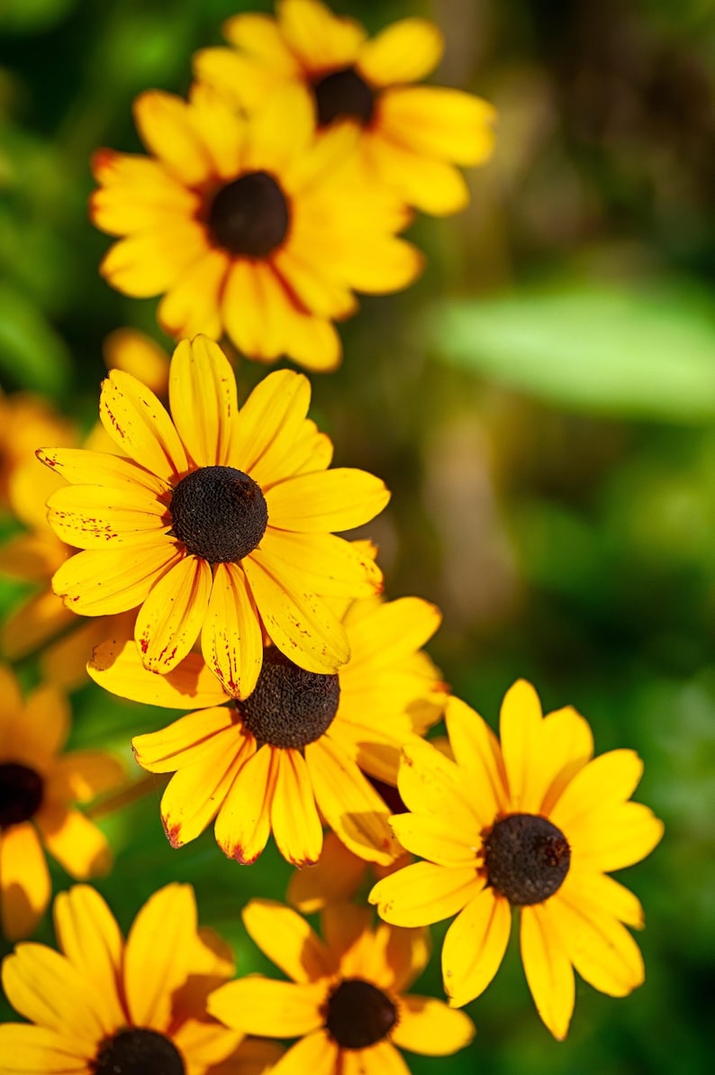 Brown Eyed Susan Rudbeckia Triloba Flower Seeds - Thumbnail 3