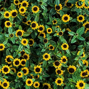 150 YELLOW CREEPING ZINNIA Sanvitalia Procumbens Seeds