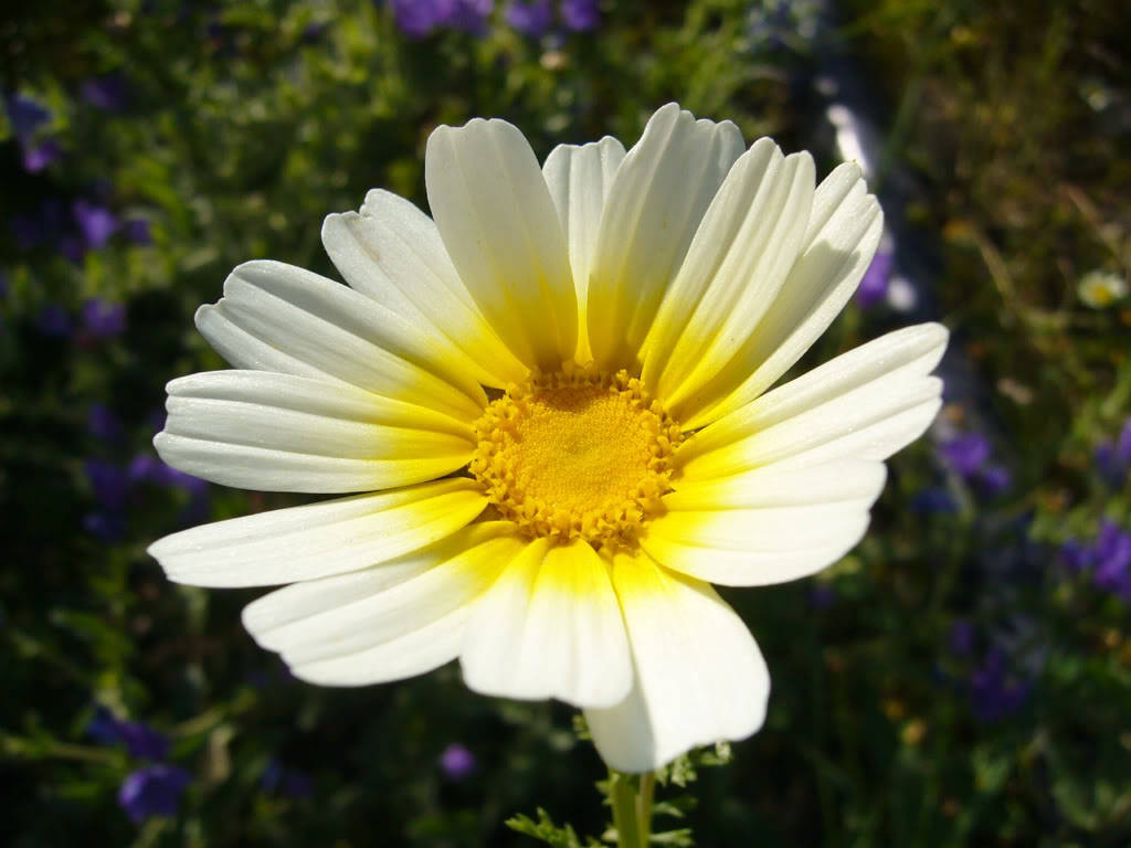1000 GARLAND CROWN DAISY Chrysanthemum Coronarium Flower Seeds