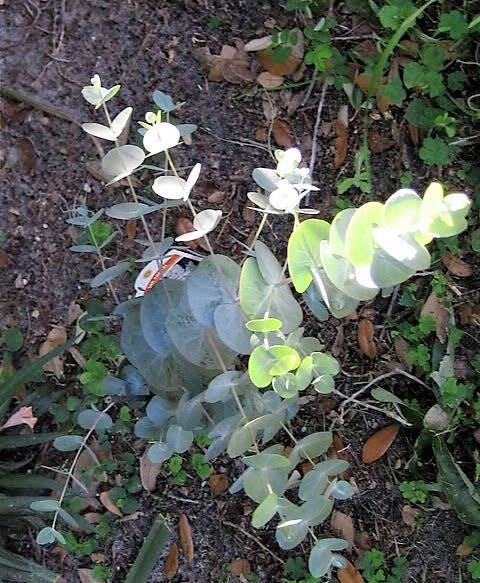 20 SILVER DROP EUCALYPTUS Gunnii Cider Gum Florist Tree ...