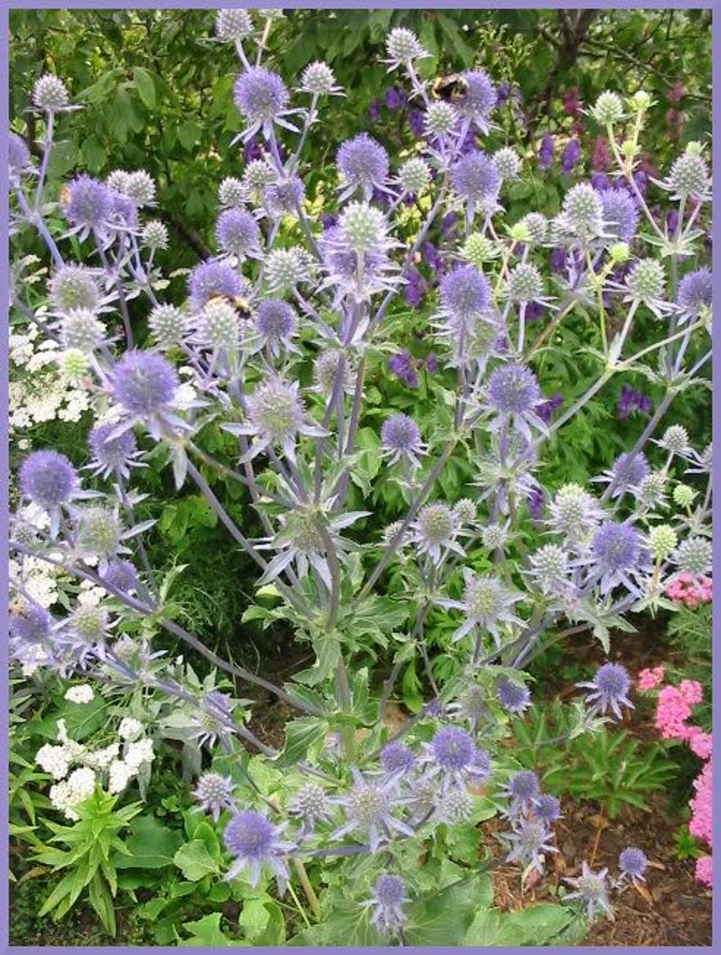 25 BLUE Star SEA HOLLY Eryngium Flower Seeds Comb S/H Etsy