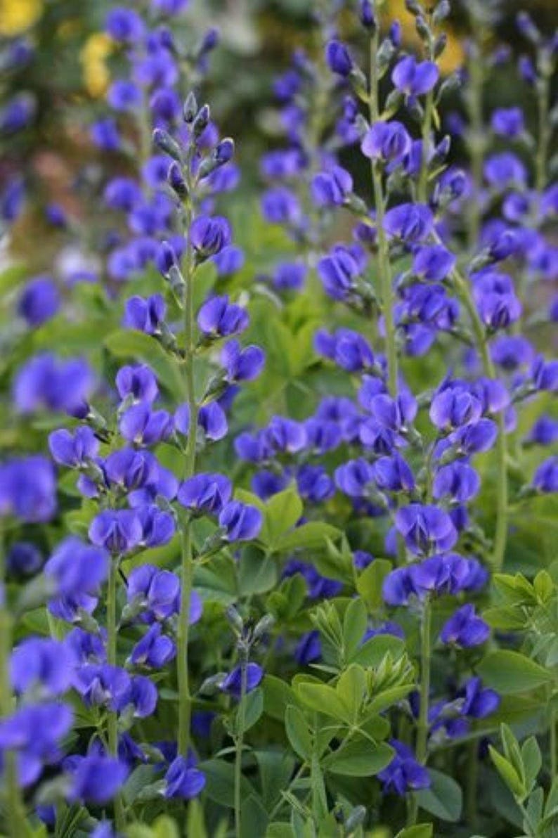 50 BLUE WILD INDIGO False Indigo Baptisia Australis Flower Etsy