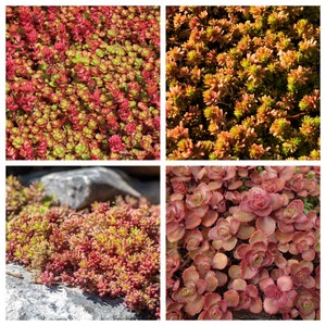 150 MIXED SEDUM Stonecrop Succulent Groundcover Red White Yellow Pink Purple Color Mix Flower Seeds imagem 5