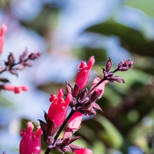 10 California HUMMINGBIRD SAGE Salvia Spathacea Magenta Red Flower Herb Seeds