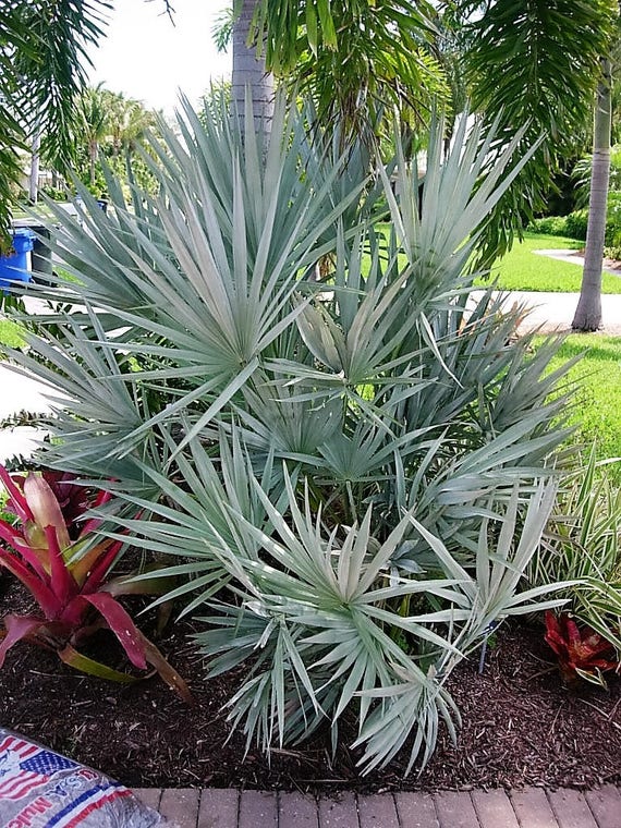 5 Argent Saw Palmetto Arbuste Fleur Blanche Rouge Fruits Noirs Serenoa Repens Graines
