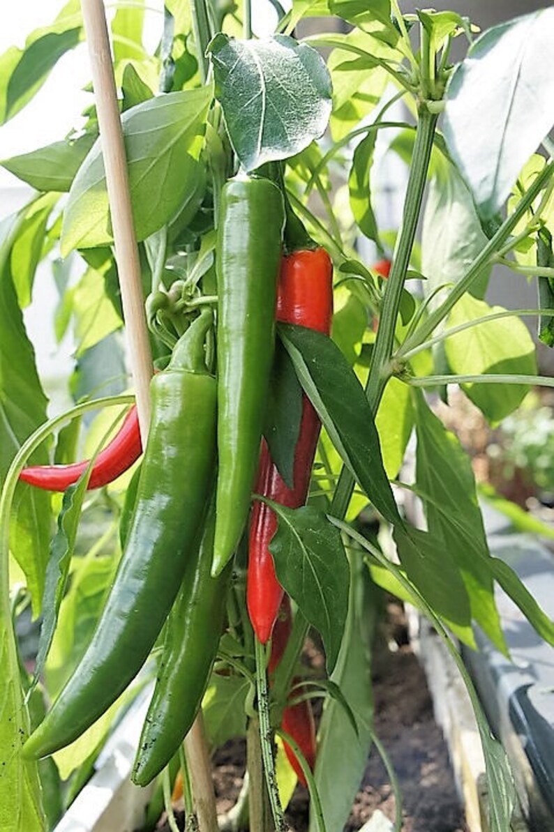 25 KOREAN Dark GREEN PEPPER Hot Chili Long Red Capsicum Annuum Etsy