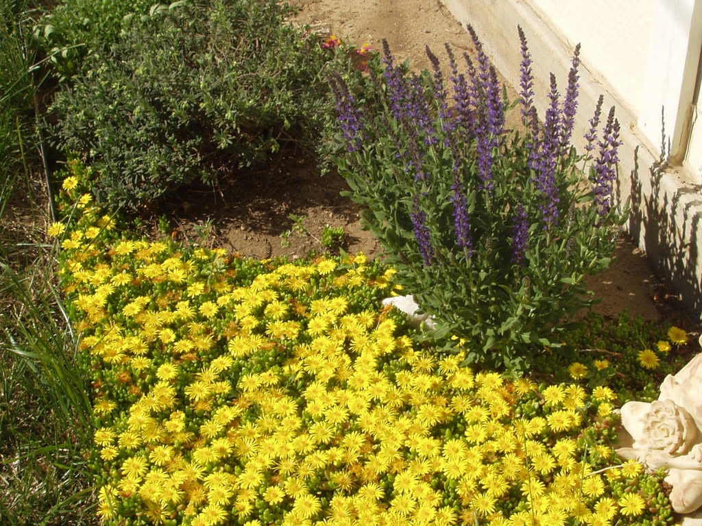 100 Gelato Yellow Ice Plant Mesembryanthemum Daisy Livingstone Succulent Flower Seeds 100 Gelato Yellow Ice Plant Mesembryanthemum Daisy Livingstone Succulent Flower Seeds