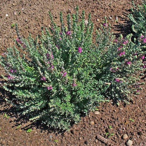 May include: A close-up shot of a green shrub with small purple flowers. The plant has many small leaves and is surrounded by brown soil. The flowers are clustered together, adding a pop of color to the green foliage.