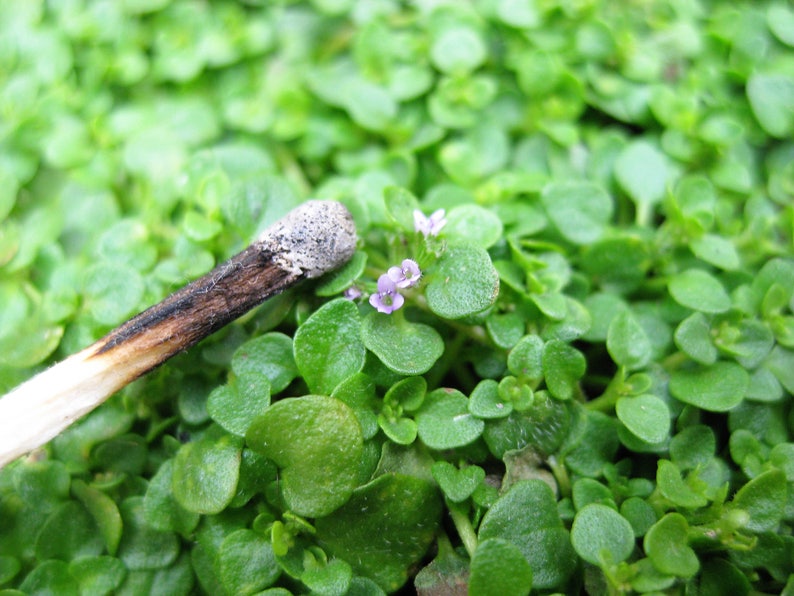 20 CORSICAN MINT Mentha Requienii Herb Fragrant Ground Cover Flower Seeds Combined Shipping image 4