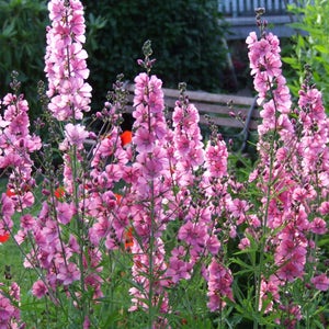 50 PINK CHECKERMALLOW Sidalcea Hendersonii Henderson's Checkerbloom Flower Seeds