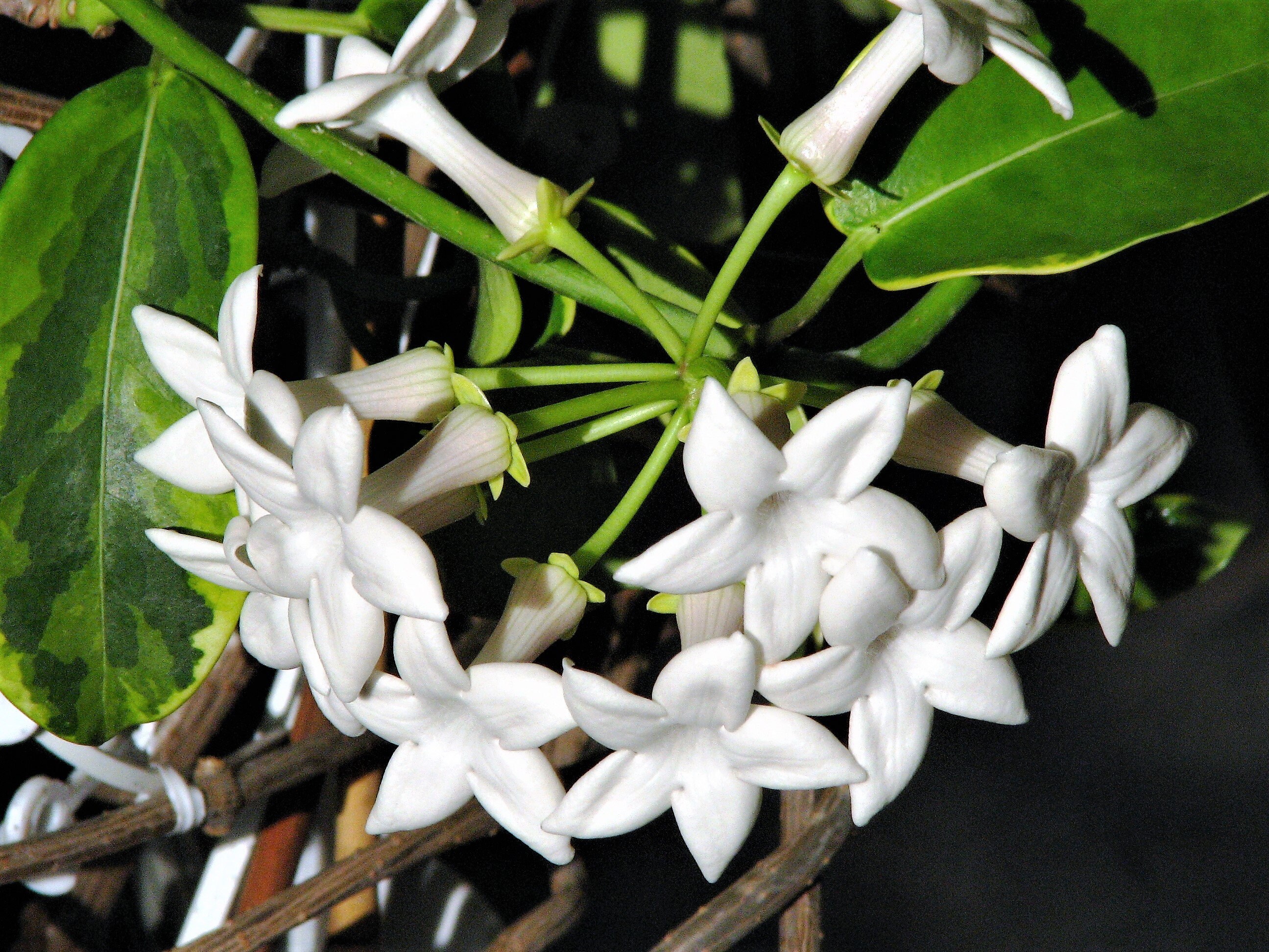10 MADAGASCAR JASMINE Vine Stephanotis Floribunda Fragrant ...