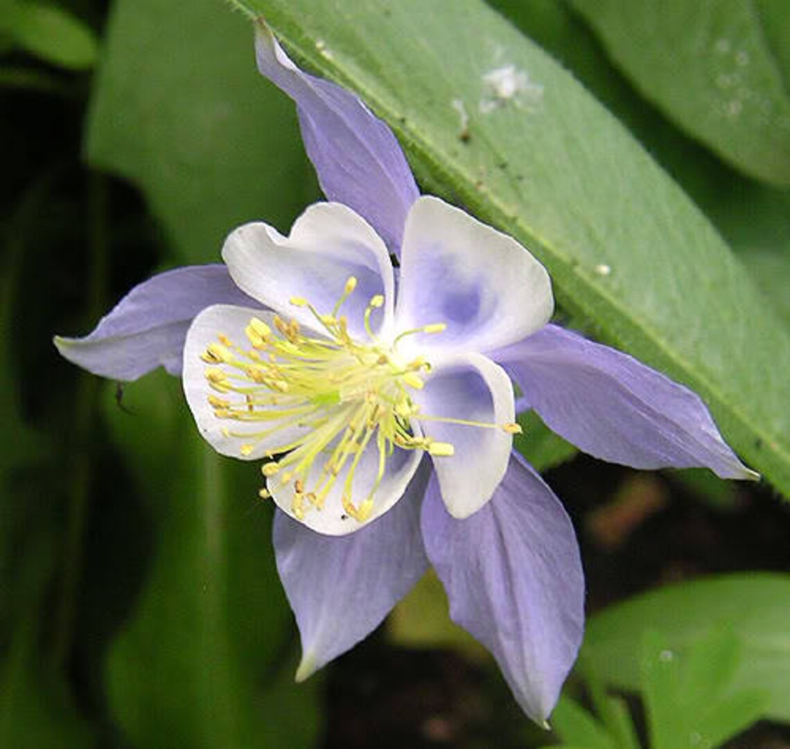 50 Blue ROCKY MOUNTAIN COLUMBINE Aquilegia Caerulea Flower