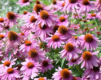 1000 PURPLE CONEFLOWER Echinacea Purpurea Heirloom Flower Herb Seeds