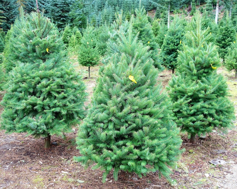 20 DOUGLAS FIR Tree Abies Pseudotsuga Menziesii Christmas Tree Blue Douglas Pine Spruce Native Evergreen Seeds image 3