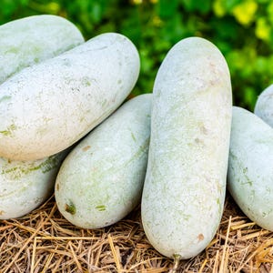 20 WAX GOURD Winter Melon White Ash Benincasa Hispida Vegetable Seeds *Flat Shipping