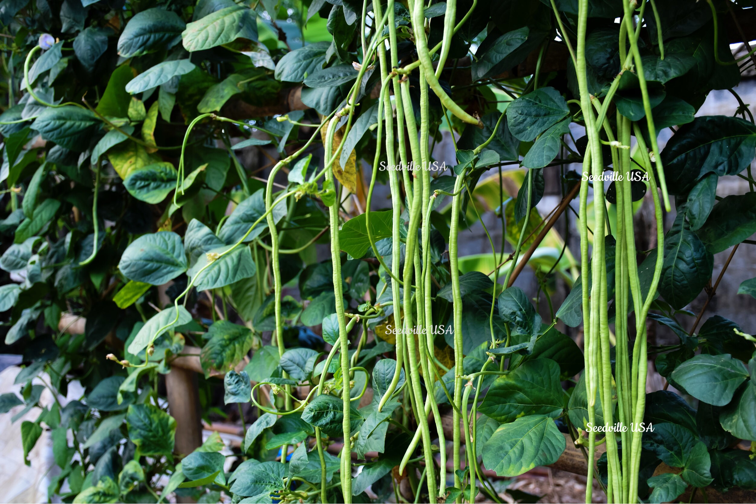 30 YARD LONG BEAN Asparagus Bean Cowpea Phaseolus Vulgaris Vegetable Seeds