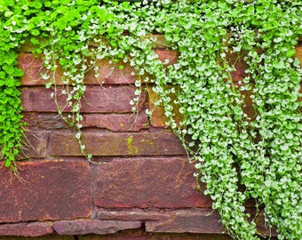 1000 DICHONDRA Repens aka Lawn Leaf Flower Evergreen Ground Cover Seeds
