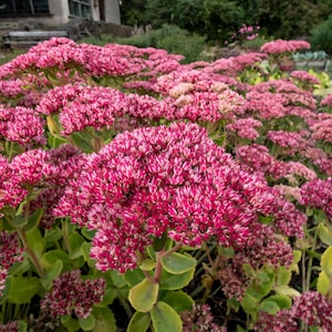 10 EMPEROR'S WAVE SEDUM Red Upright Telephium Succulent Stonecrop Flower  Hylotelephium Seeds